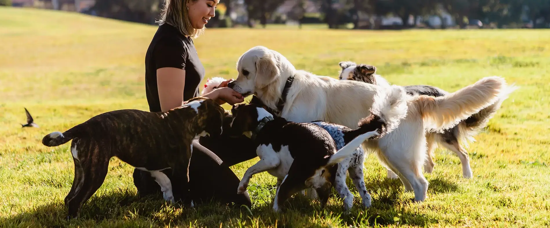 Power-paws-pet-care-home-C.webp
